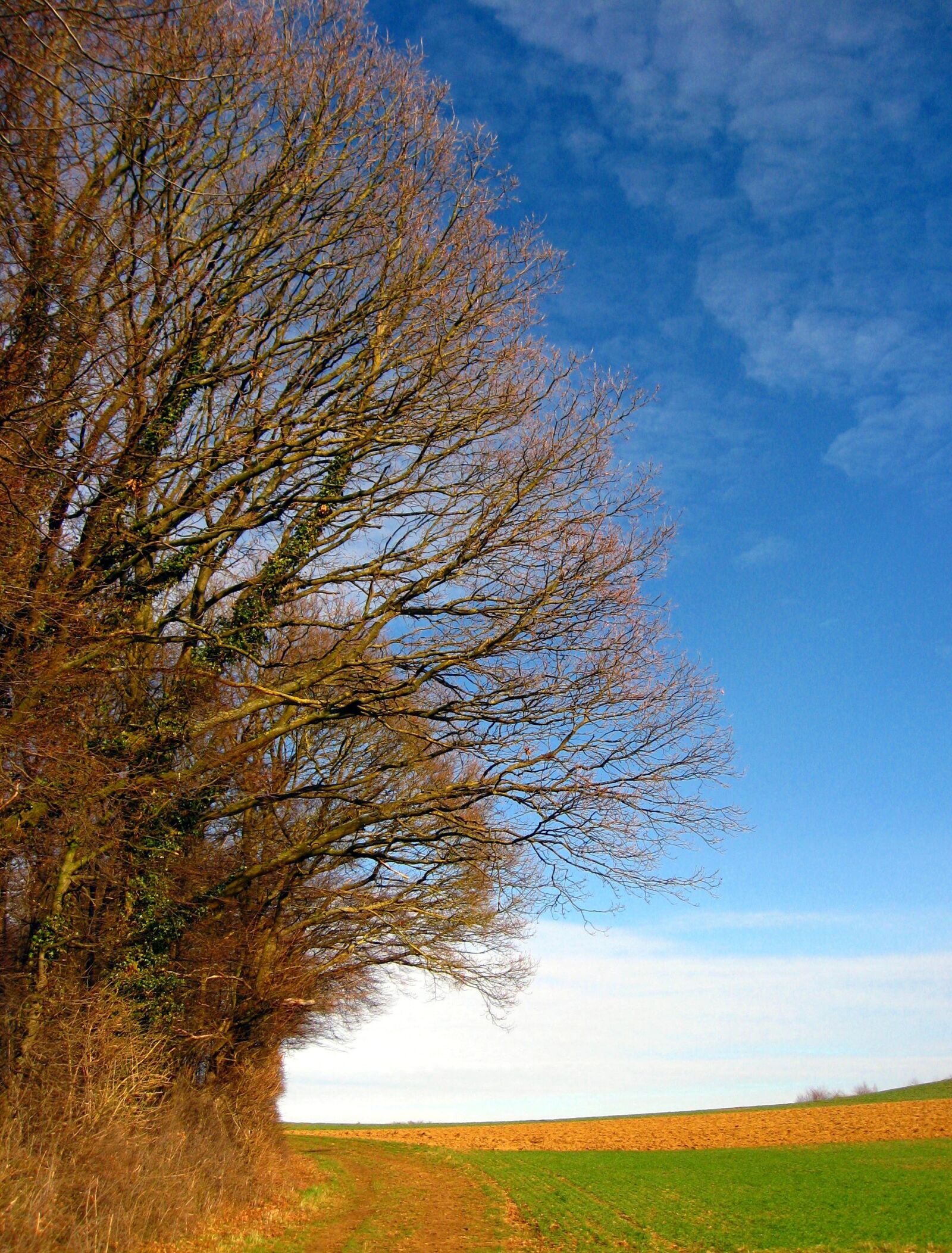 Canon DIGITAL IXUS 950 IS sample photo. Trees, landscape, spring photography