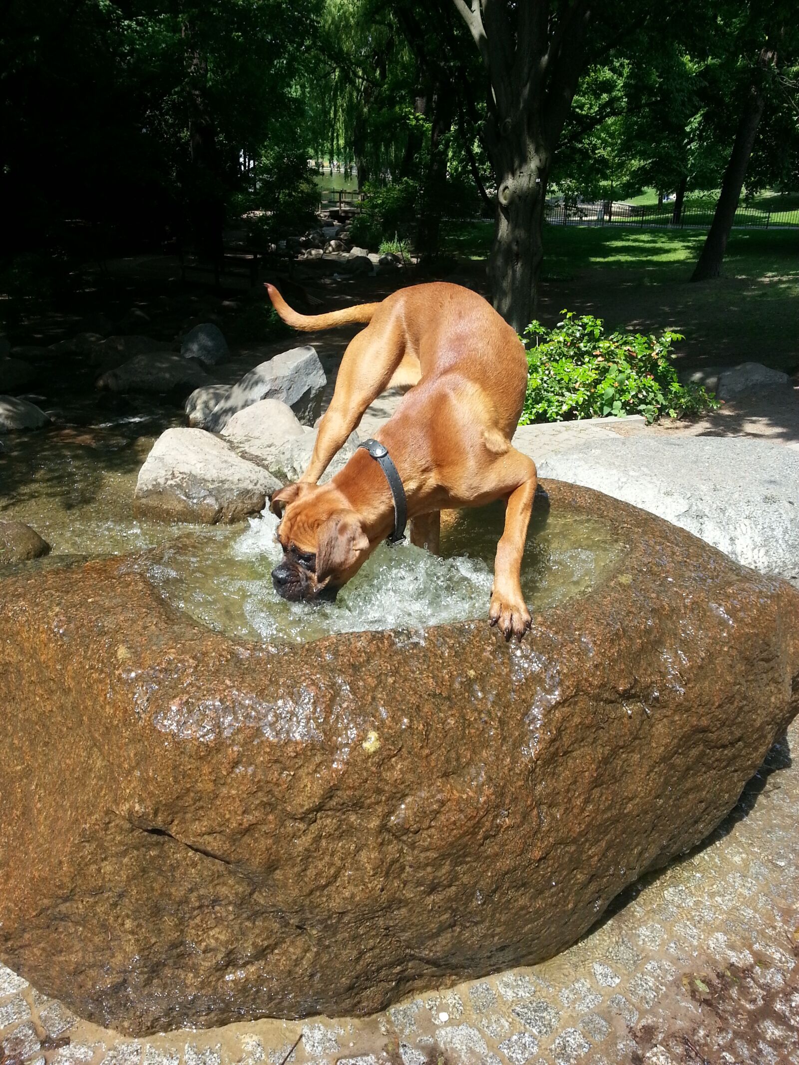 Samsung Galaxy S3 sample photo. Boxer, plays, water photography