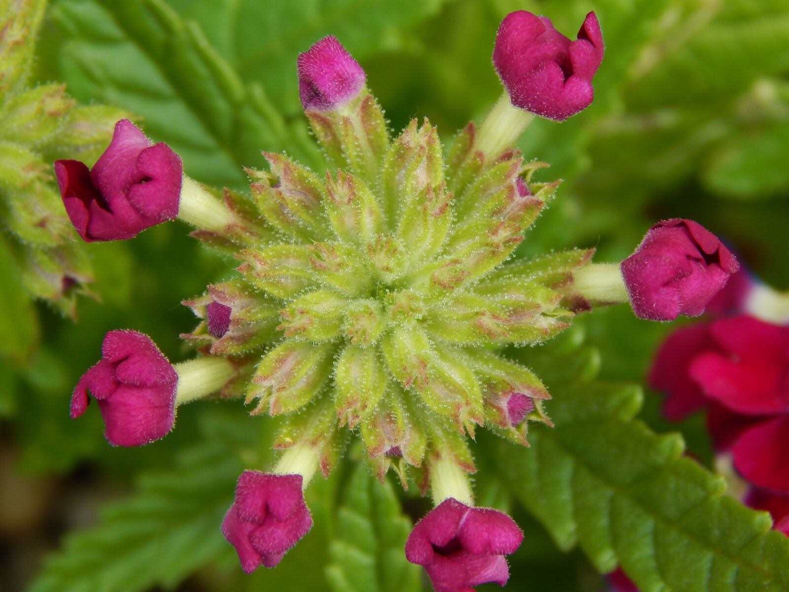 Nikon Coolpix L820 sample photo. Flower, blooms, flowers photography