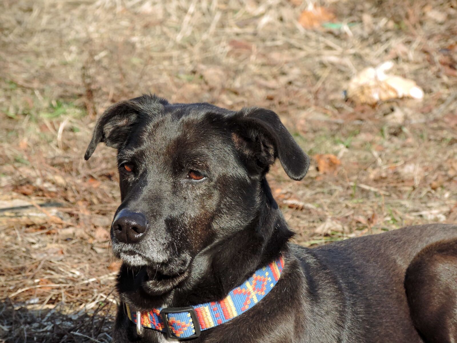 Nikon Coolpix P520 sample photo. Dog, canine, cute, pet photography
