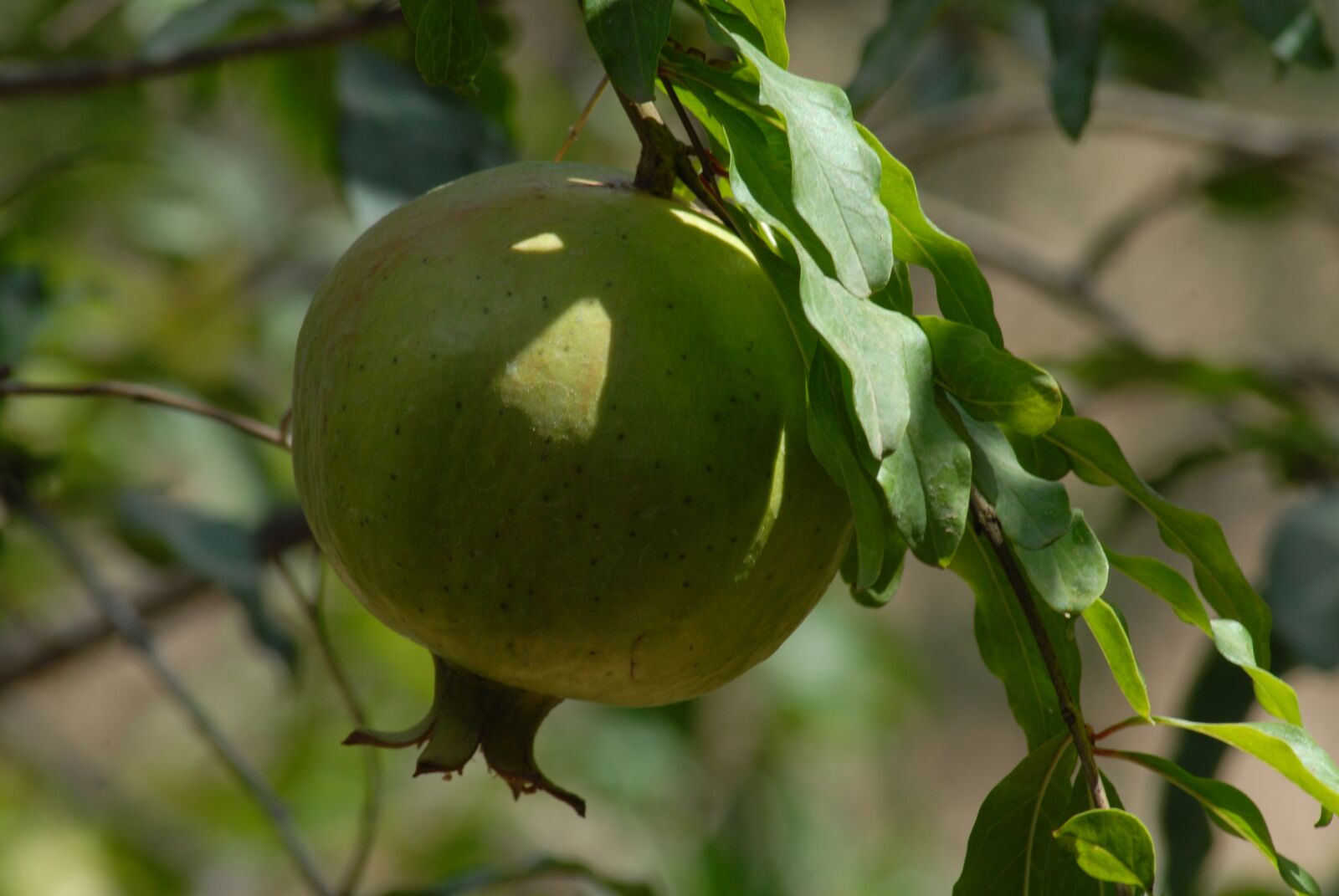 Nikon D200 sample photo. Granada, fruit, flora photography