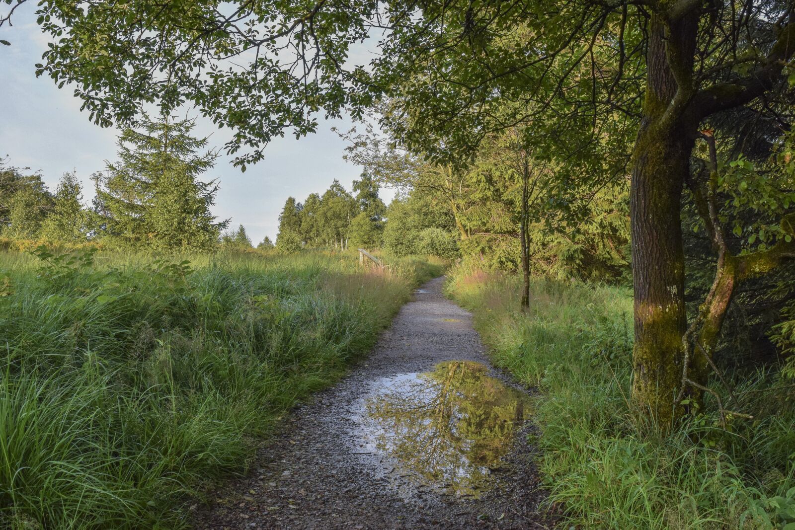 Nikon D3300 sample photo. Nature, landscape, moor photography