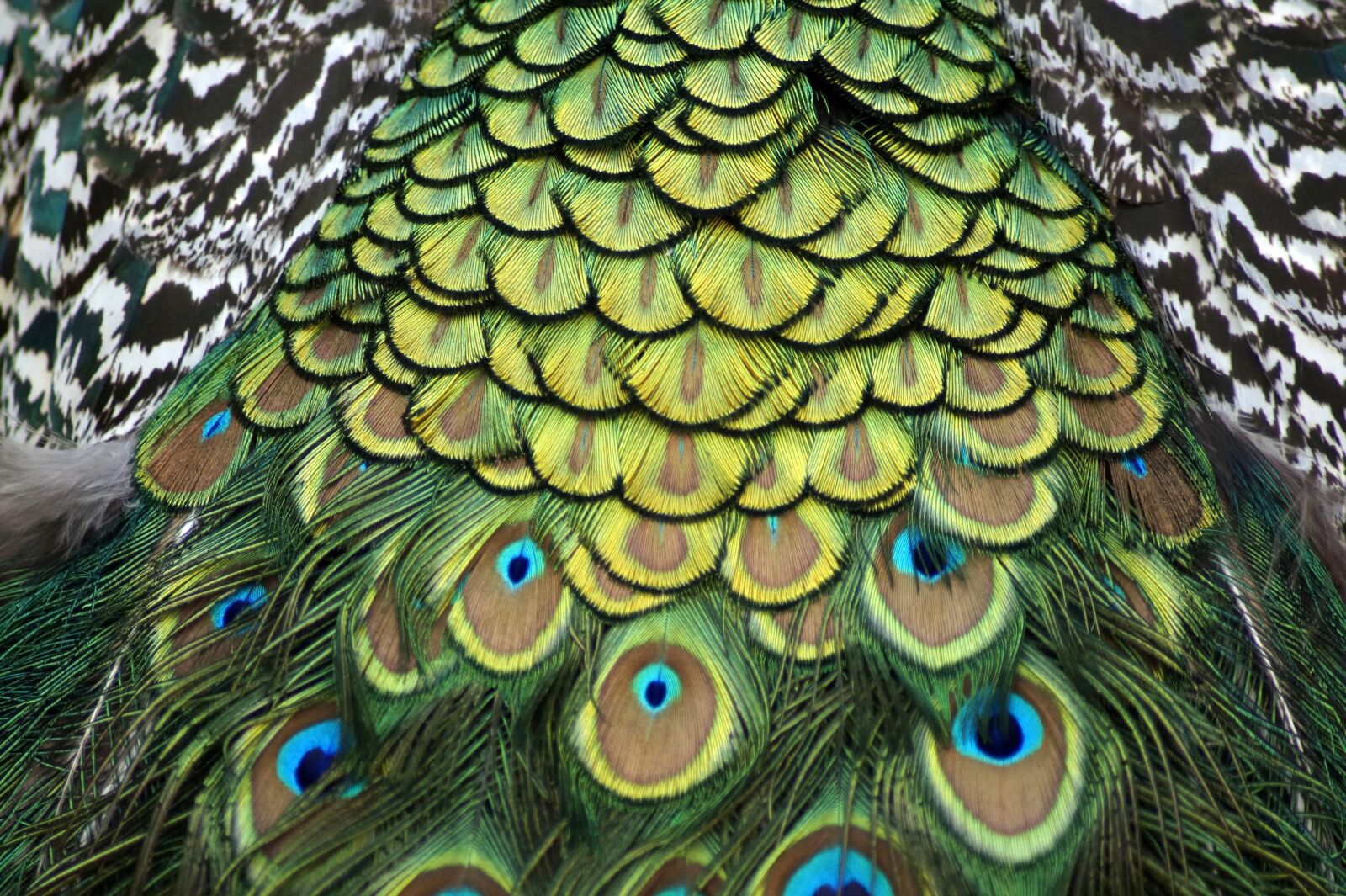 Sony SLT-A58 sample photo. Peacock feathers, peacock, bird photography