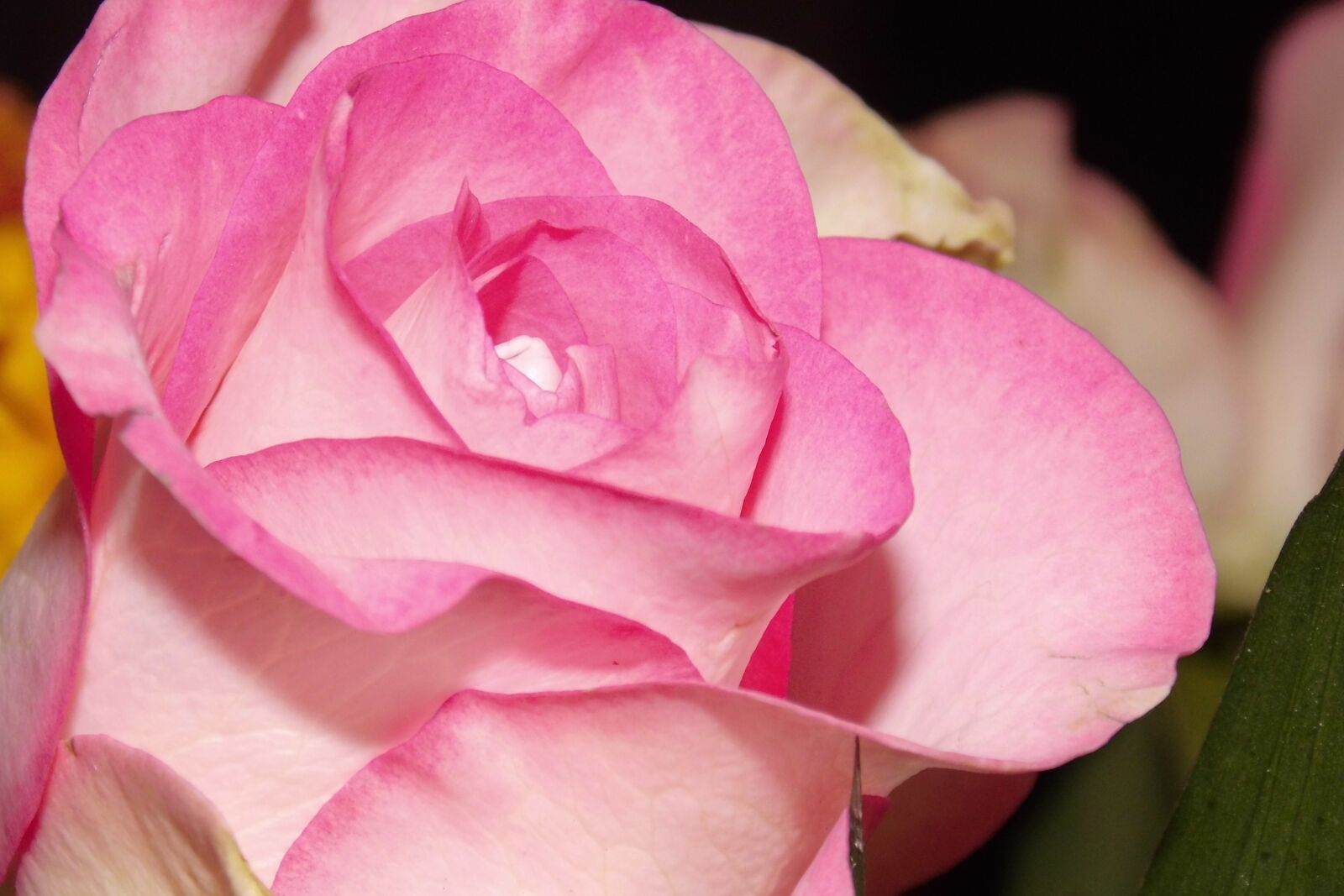 MEDION MD86827 sample photo. Flower, blossom, bloom photography