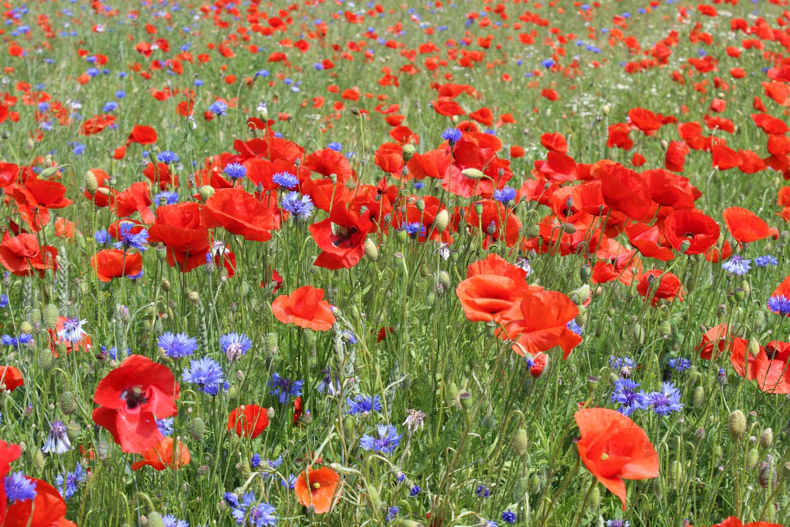 Canon EOS 600D (Rebel EOS T3i / EOS Kiss X5) sample photo. Poppies, cornflowers, flower meadow photography