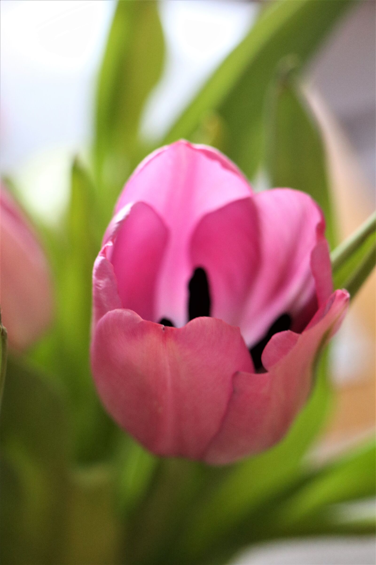 Canon EOS M6 sample photo. Spring, flower, tulip photography