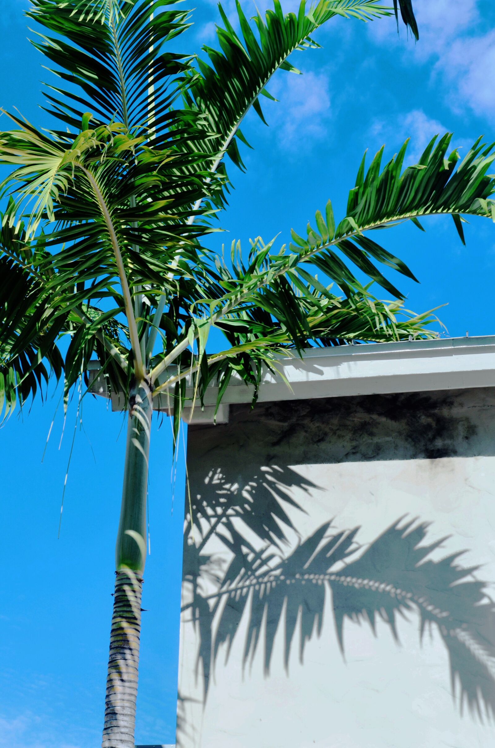 Nikon D5100 sample photo. Blue, bright, clear, sky photography