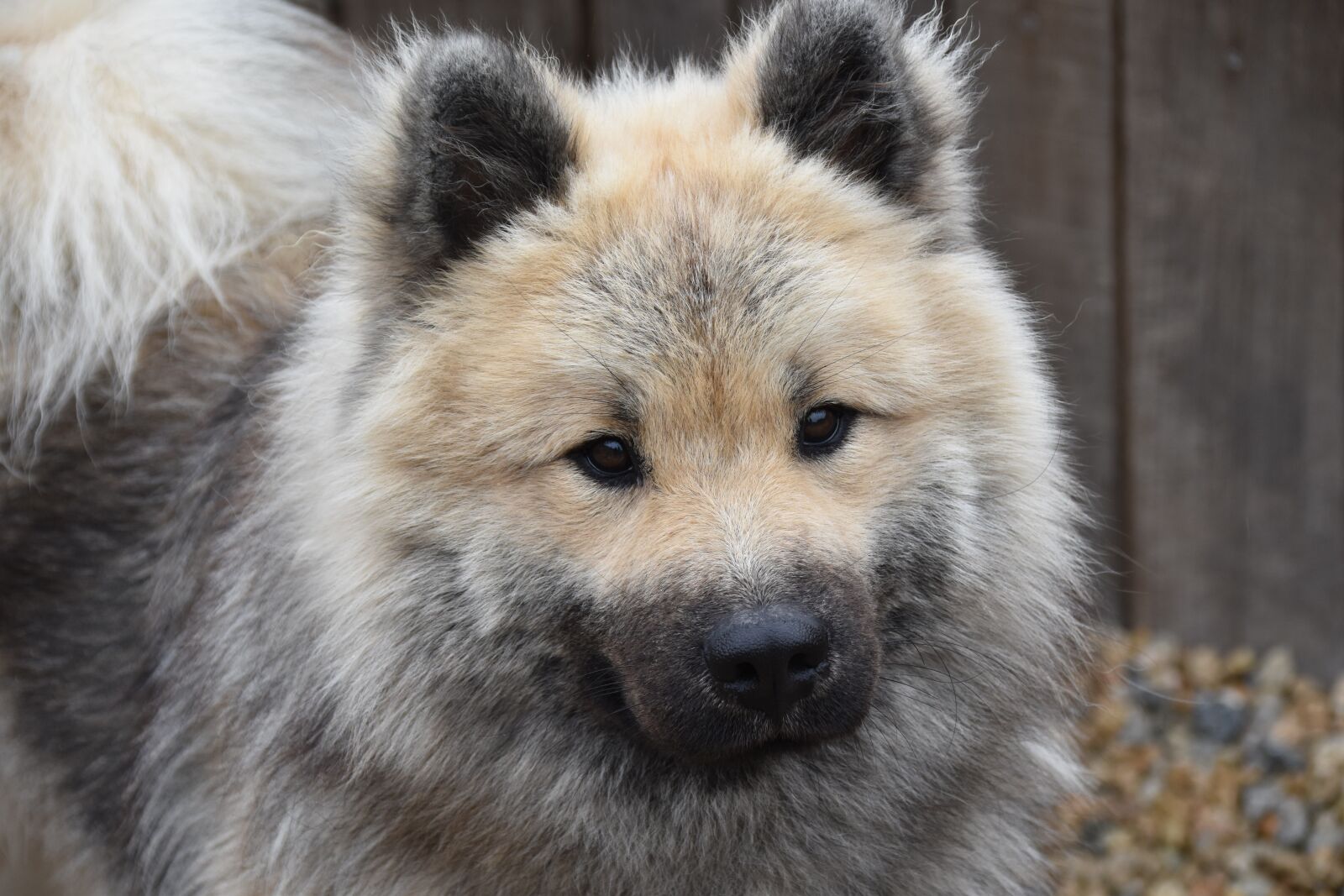 Nikon D5600 sample photo. Dog, dog eurasier, dog photography