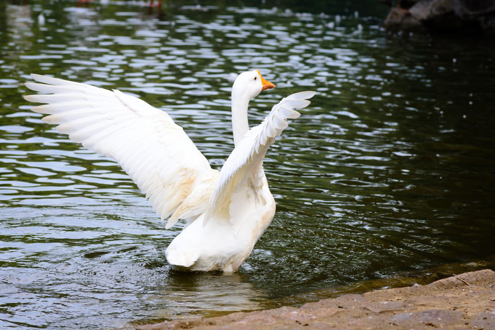 Nikon D7200 sample photo. Bird, white, feathers lake photography
