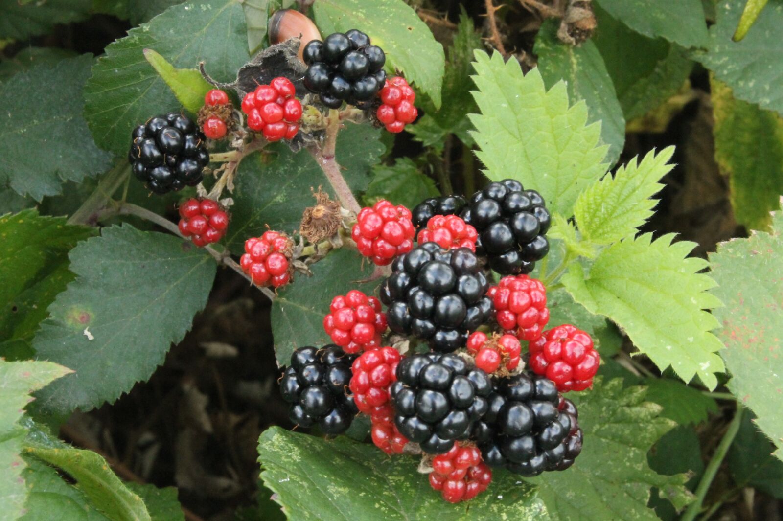 Canon EOS 1100D (EOS Rebel T3 / EOS Kiss X50) sample photo. Black berries, red blackberries photography