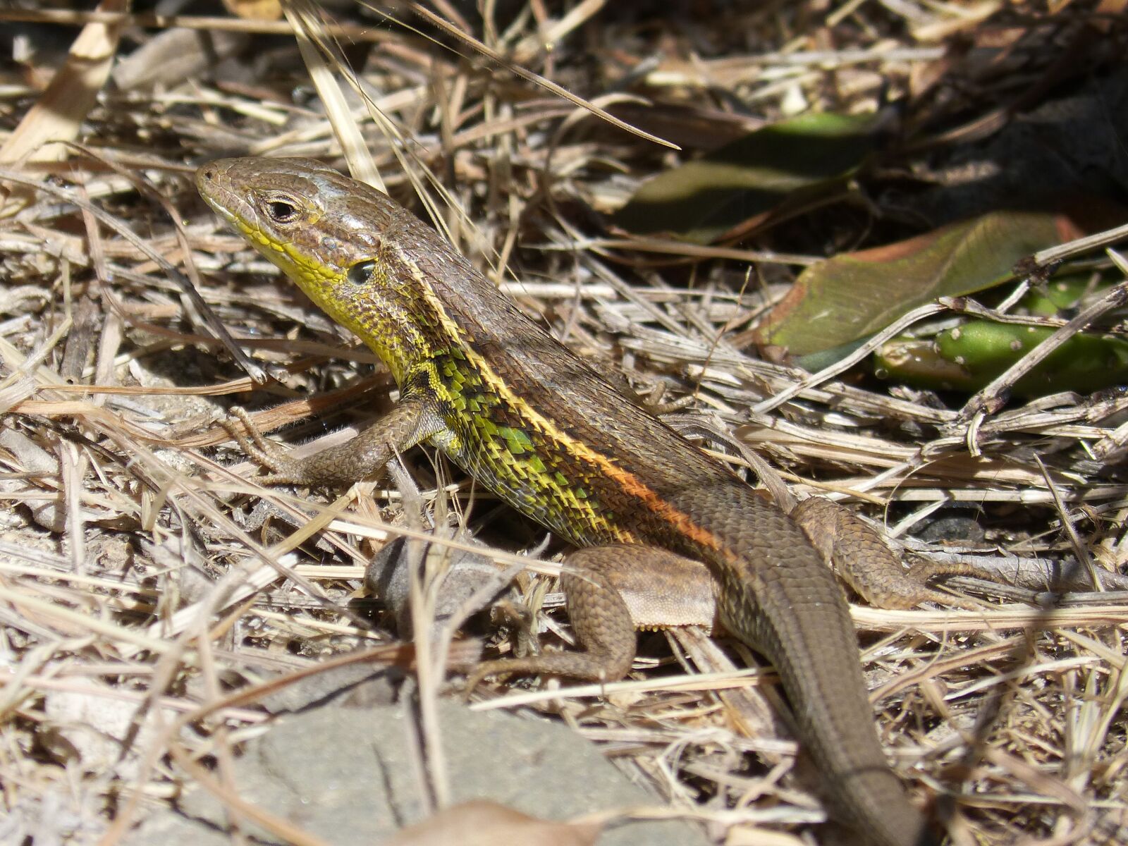 Panasonic DMC-FZ62 sample photo. Lizard, sargantana, reptile photography