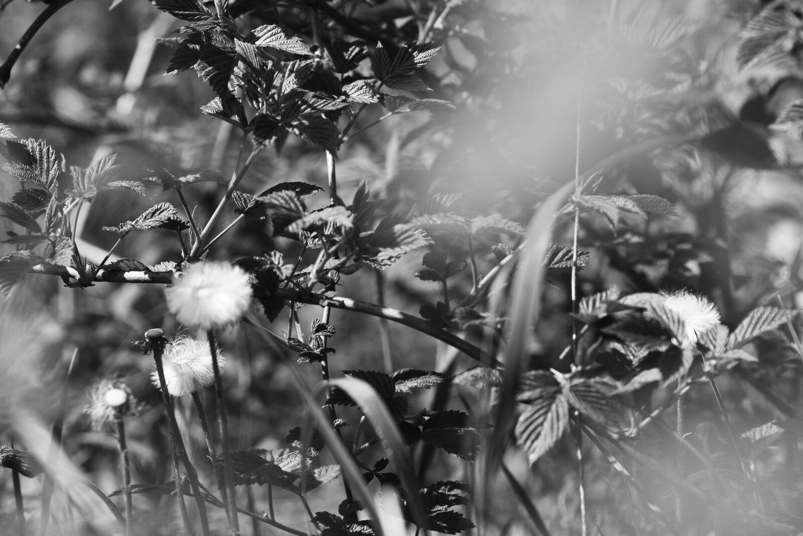 Canon EOS 7D Mark II + Canon EF 135mm F2L USM sample photo. Flower, spring, nature photography