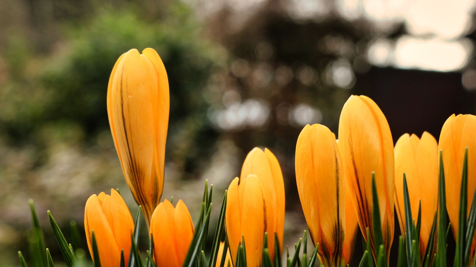 Canon EOS 700D (EOS Rebel T5i / EOS Kiss X7i) sample photo. Crocus, yellow, early bloomer photography