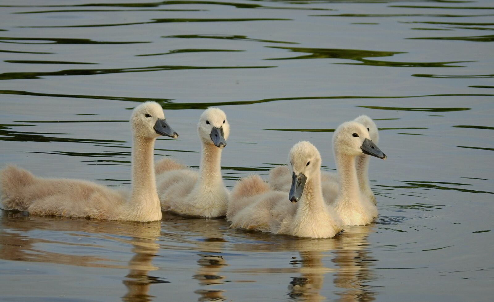 Nikon Coolpix P900 sample photo. Swans, young, swim photography