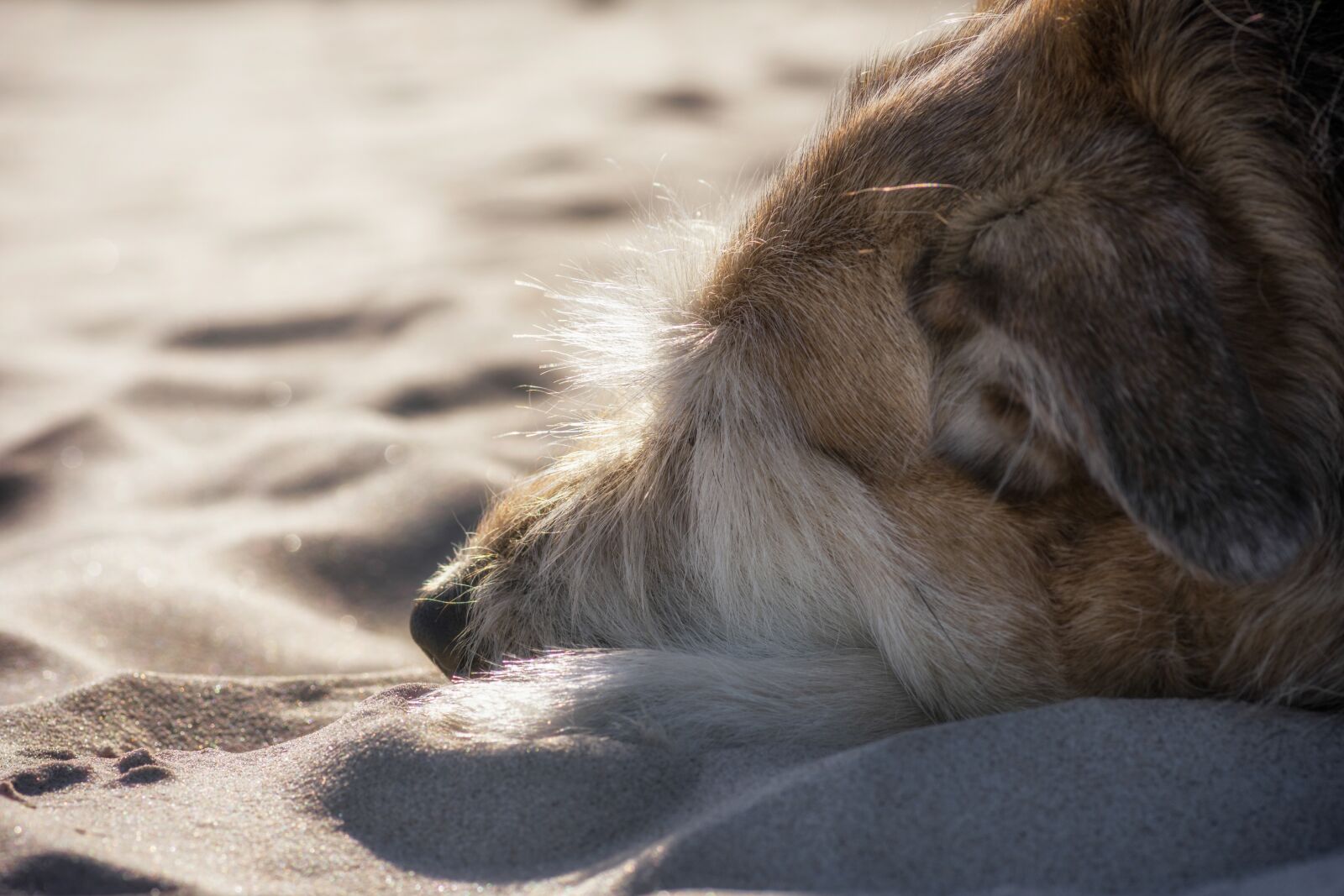 Nikon D7200 sample photo. Dog, baltic sea, mixed photography