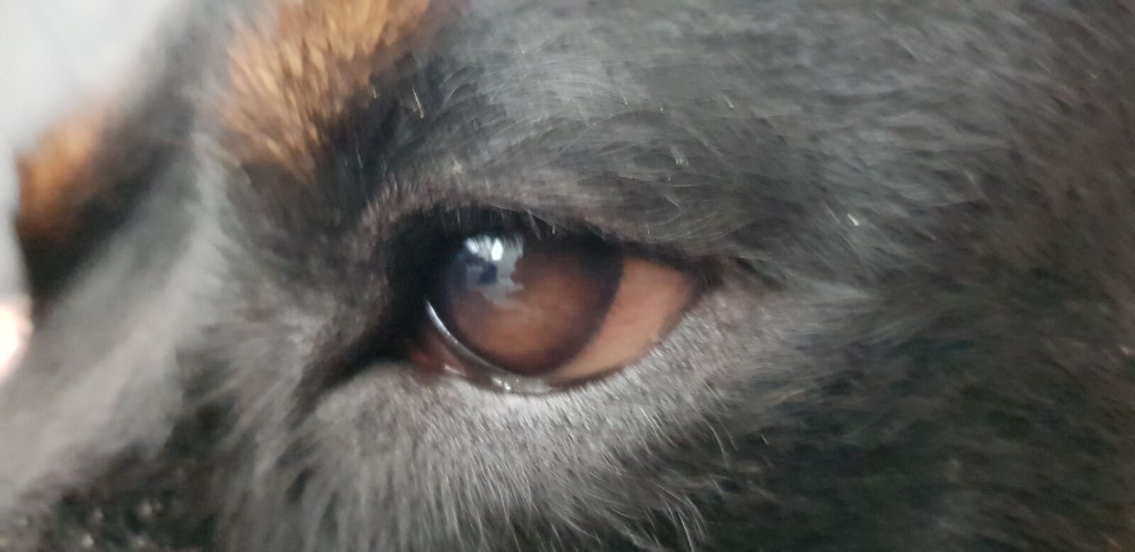 Samsung Galaxy S8 sample photo. Dog, eye, black photography