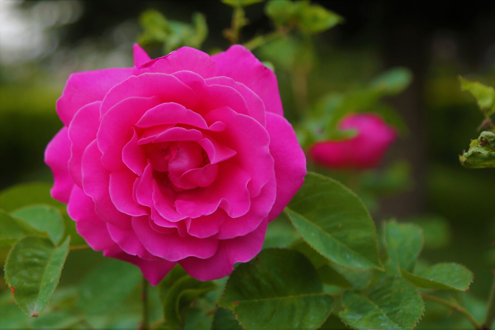 Canon EF 24-105mm F4L IS USM sample photo. Rose, spring, pink photography