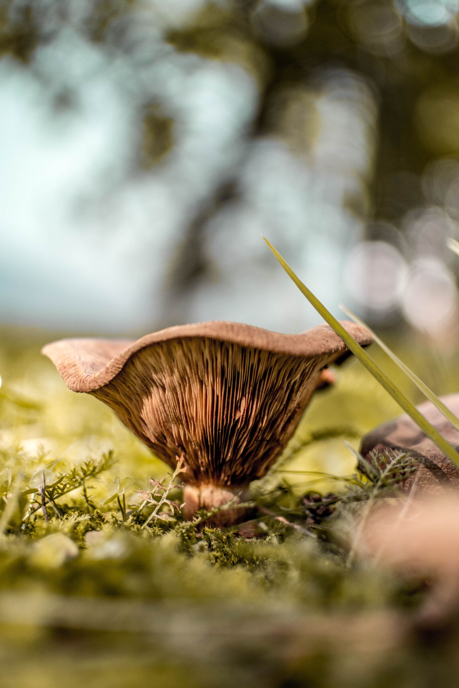 Nikon D5200 sample photo. Nature, close up, mushroom photography