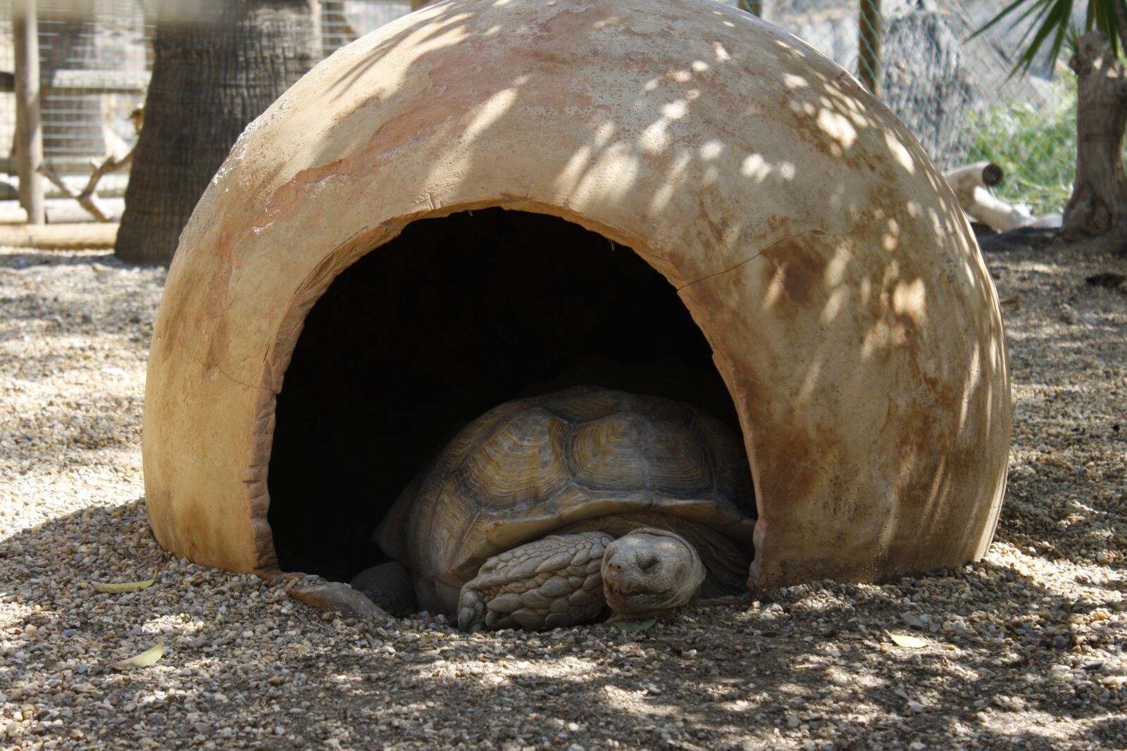Canon EOS 1000D (EOS Digital Rebel XS / EOS Kiss F) sample photo. Turtle, animal, zoo photography