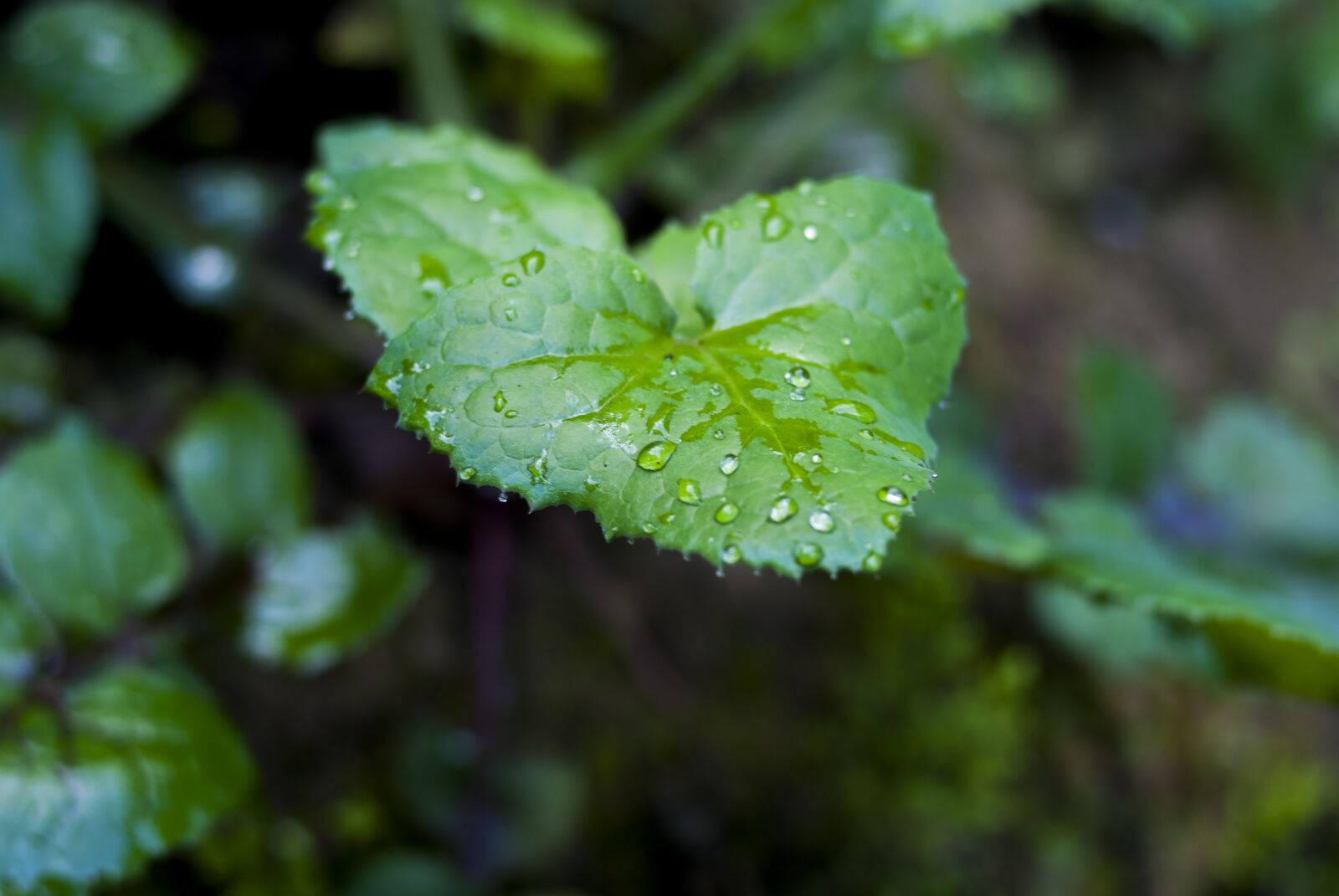 Nikon D60 sample photo. Leaf, plant, nature photography