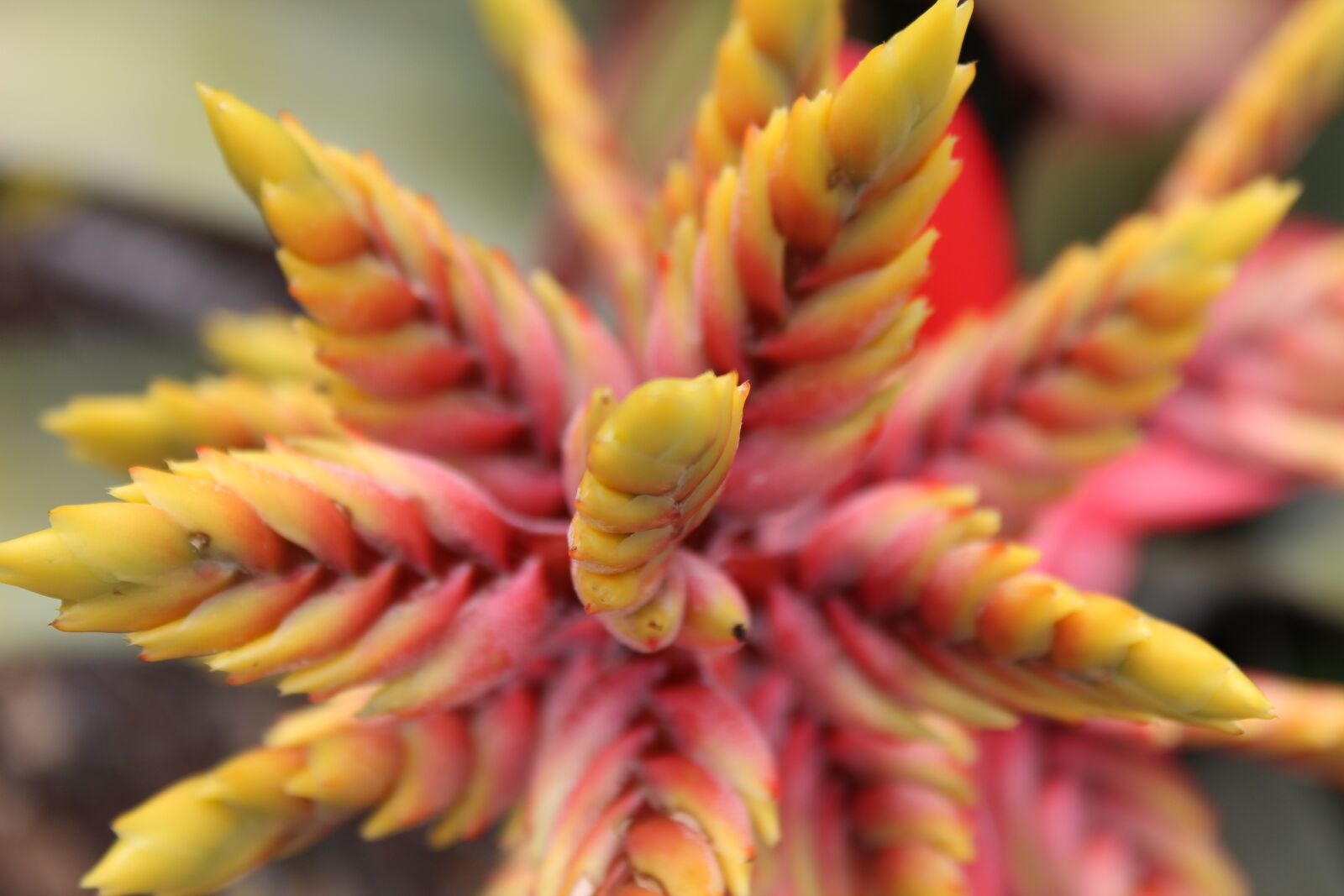 Canon EOS 600D (Rebel EOS T3i / EOS Kiss X5) sample photo. Floral, tropical, plant photography