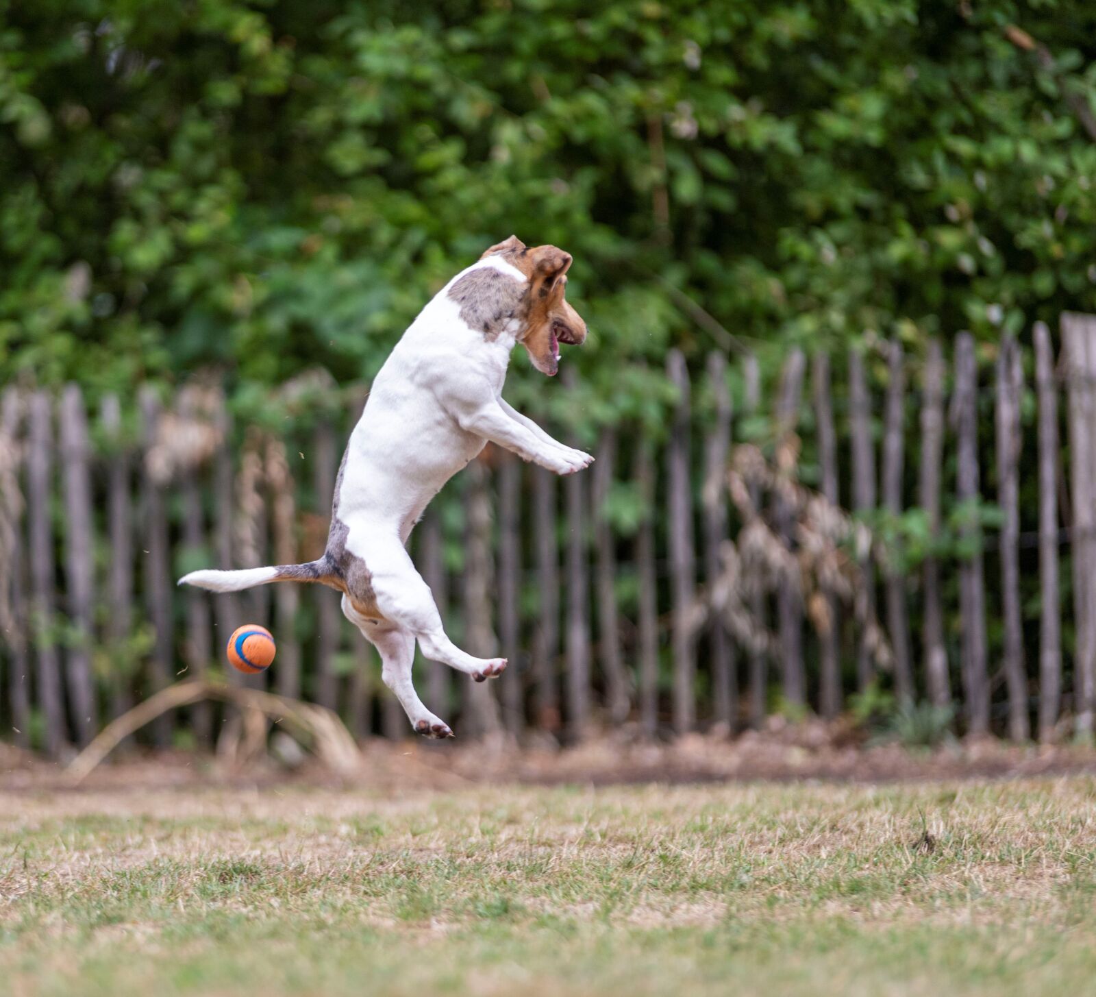 Canon EOS 6D Mark II sample photo. Dog, jackrussel, jump photography