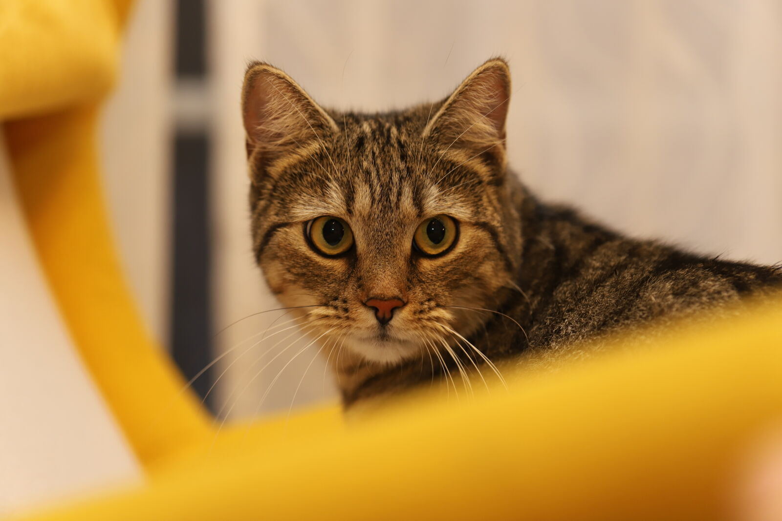 Canon EOS 6D Mark II sample photo