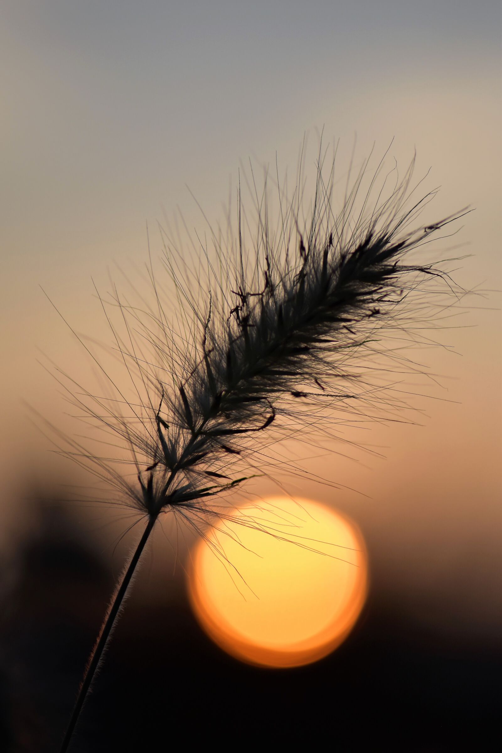 Nikon D5500 sample photo. Grasses, blade of grass photography
