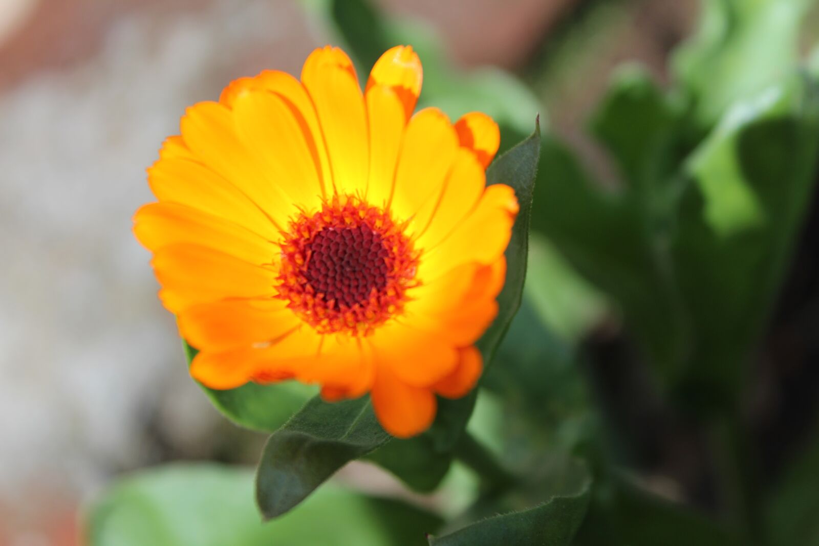 Canon EOS 1300D (EOS Rebel T6 / EOS Kiss X80) sample photo. Flowers, nature, spring photography