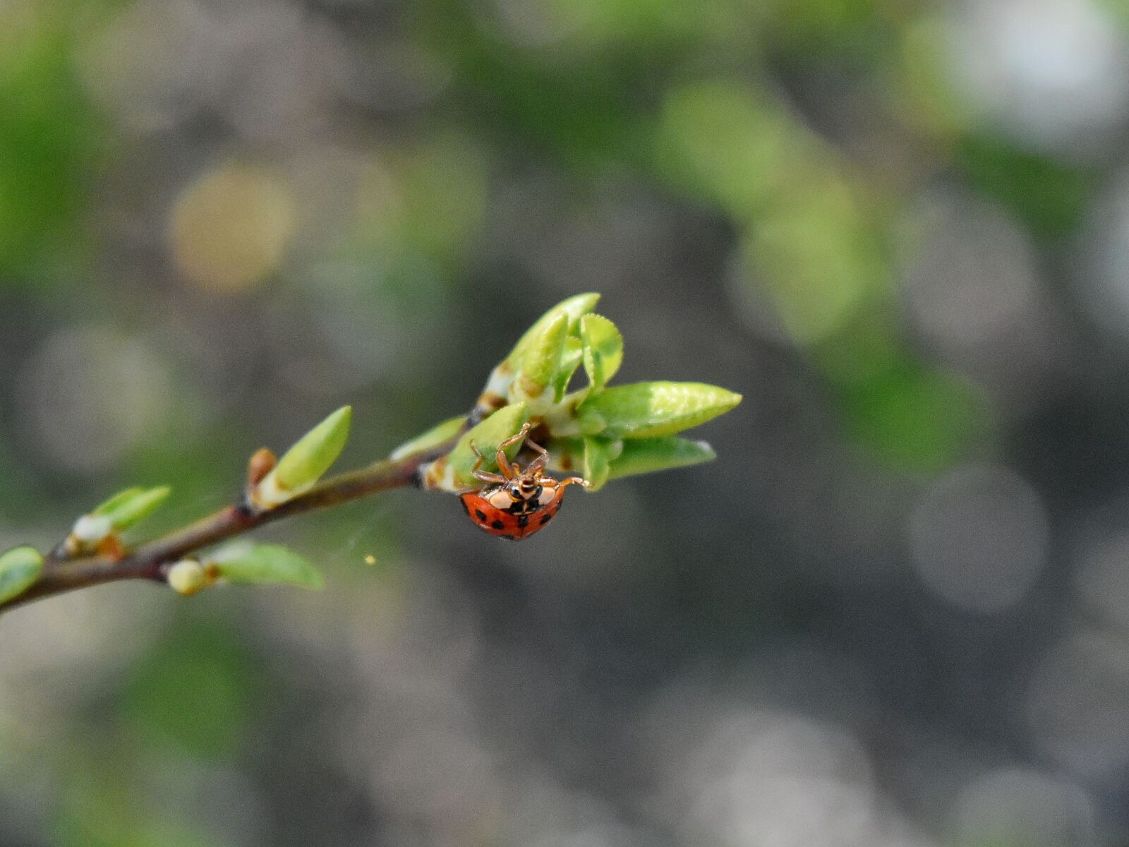 Nikon D5500 sample photo. Beetle, ladybug, nature, plant photography