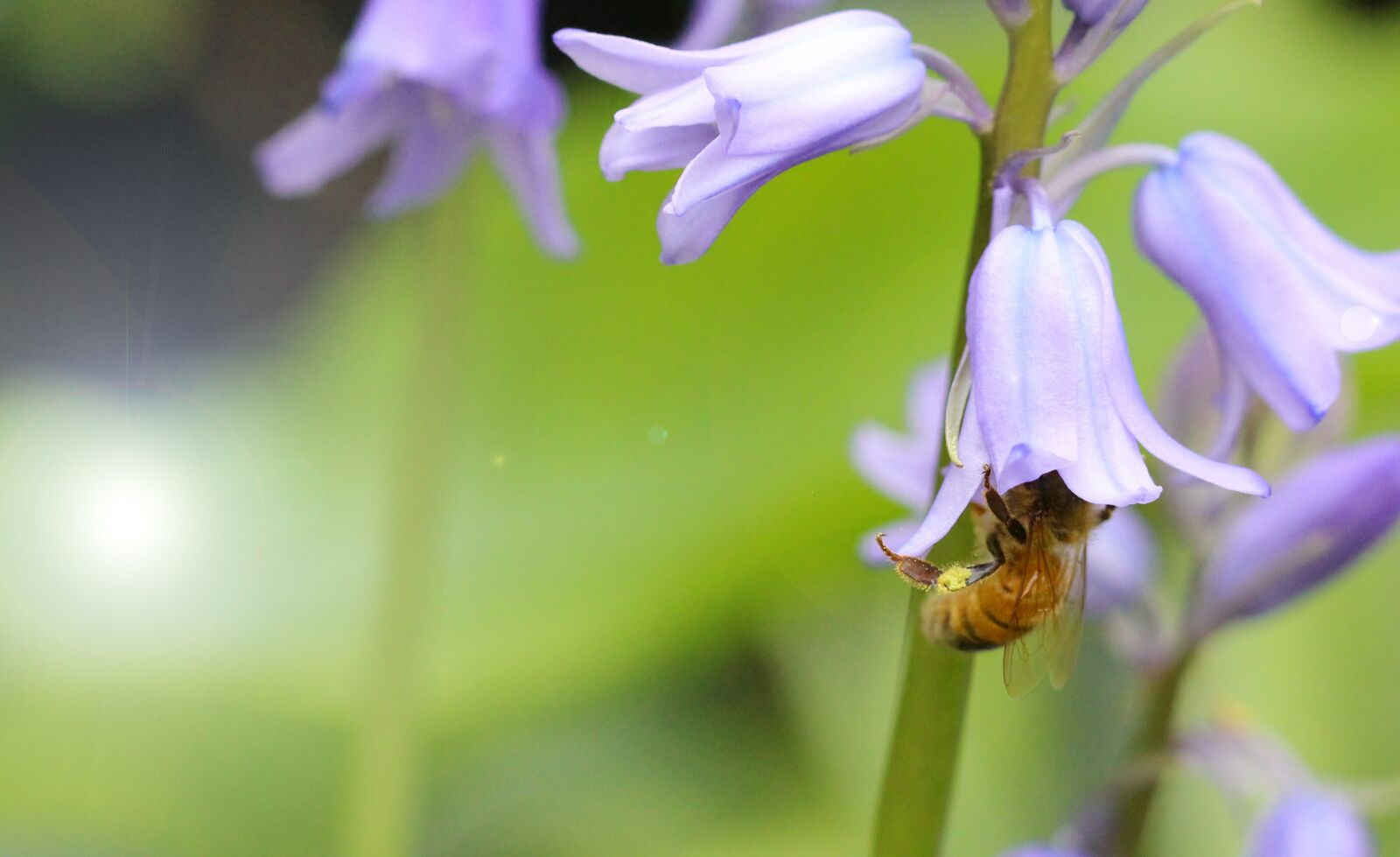 Canon EF 100mm F2.8L Macro IS USM sample photo. Blue bell, spring, blue photography