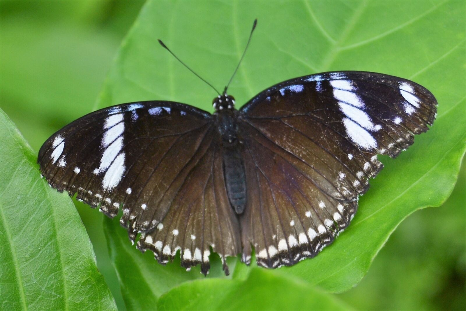 Nikon D3100 sample photo. Butterfly, insect, garden photography