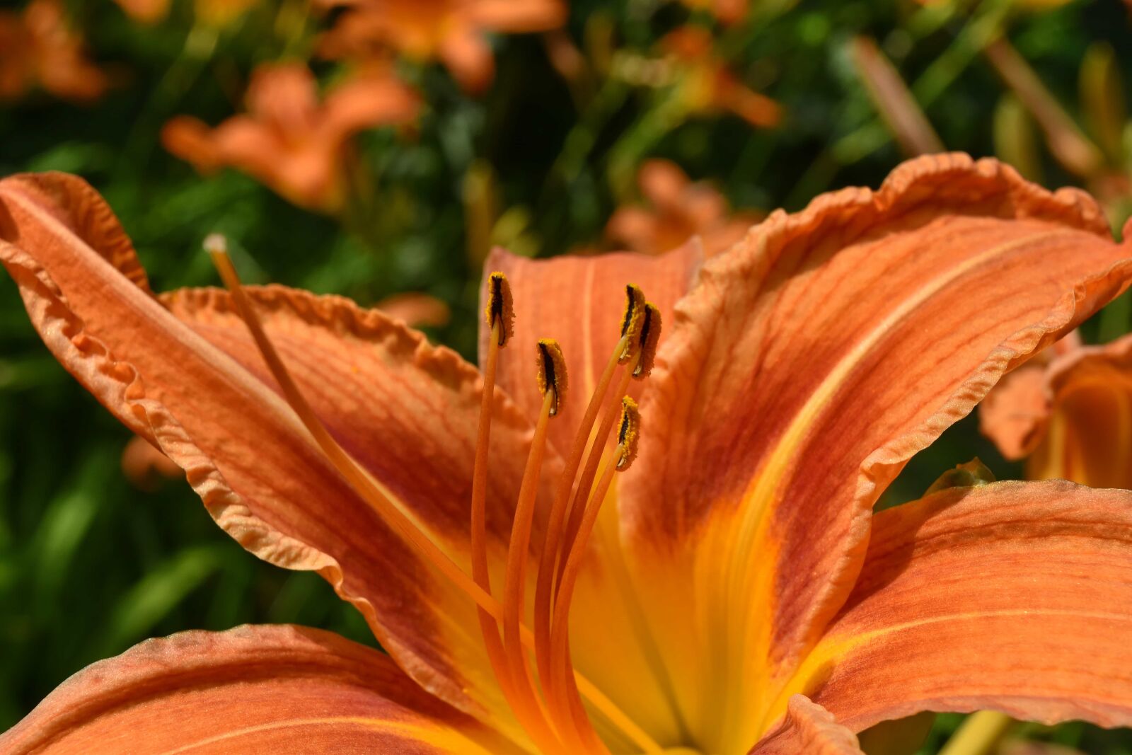 Nikon D5500 sample photo. Horticulture, nature, flower, leaf photography