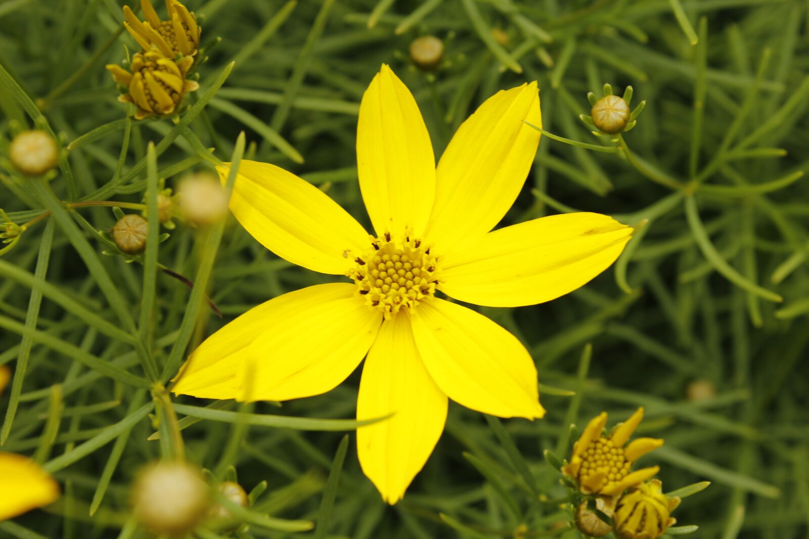 Canon EOS 1200D (EOS Rebel T5 / EOS Kiss X70 / EOS Hi) sample photo. Yellow, flower, blooms at photography