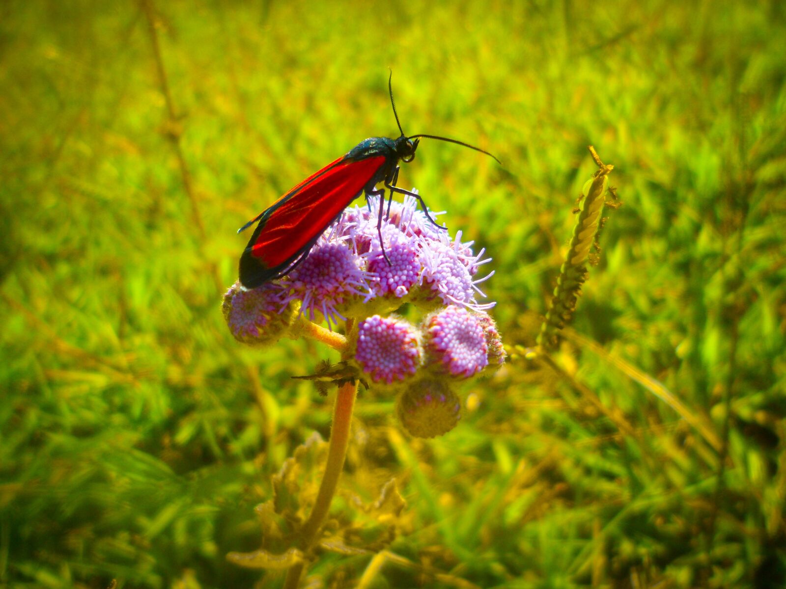 Samsung PL120,PL121 / VLUU PL120,PL121 sample photo. Insect, flower, nature photography