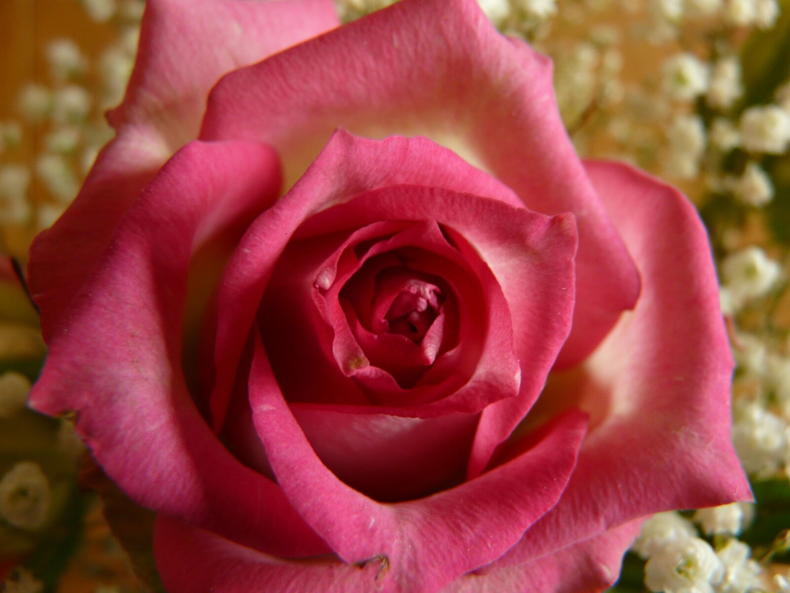 Panasonic DMC-FZ18 sample photo. Rose, flower, plant photography