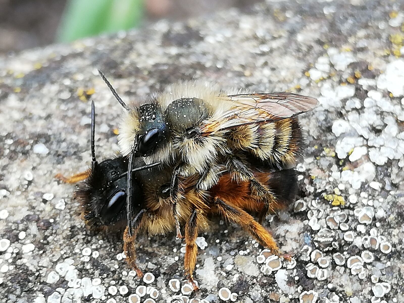 HUAWEI P20 lite sample photo. Bees, love, bee photography