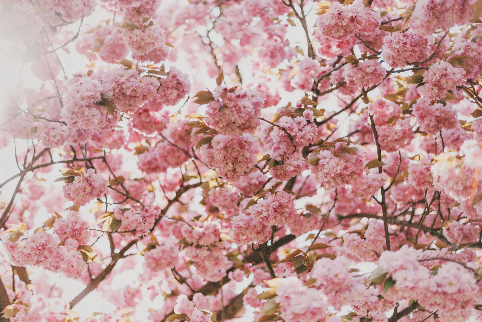 Nikon D800 sample photo. Pink, blossoms, flowers photography