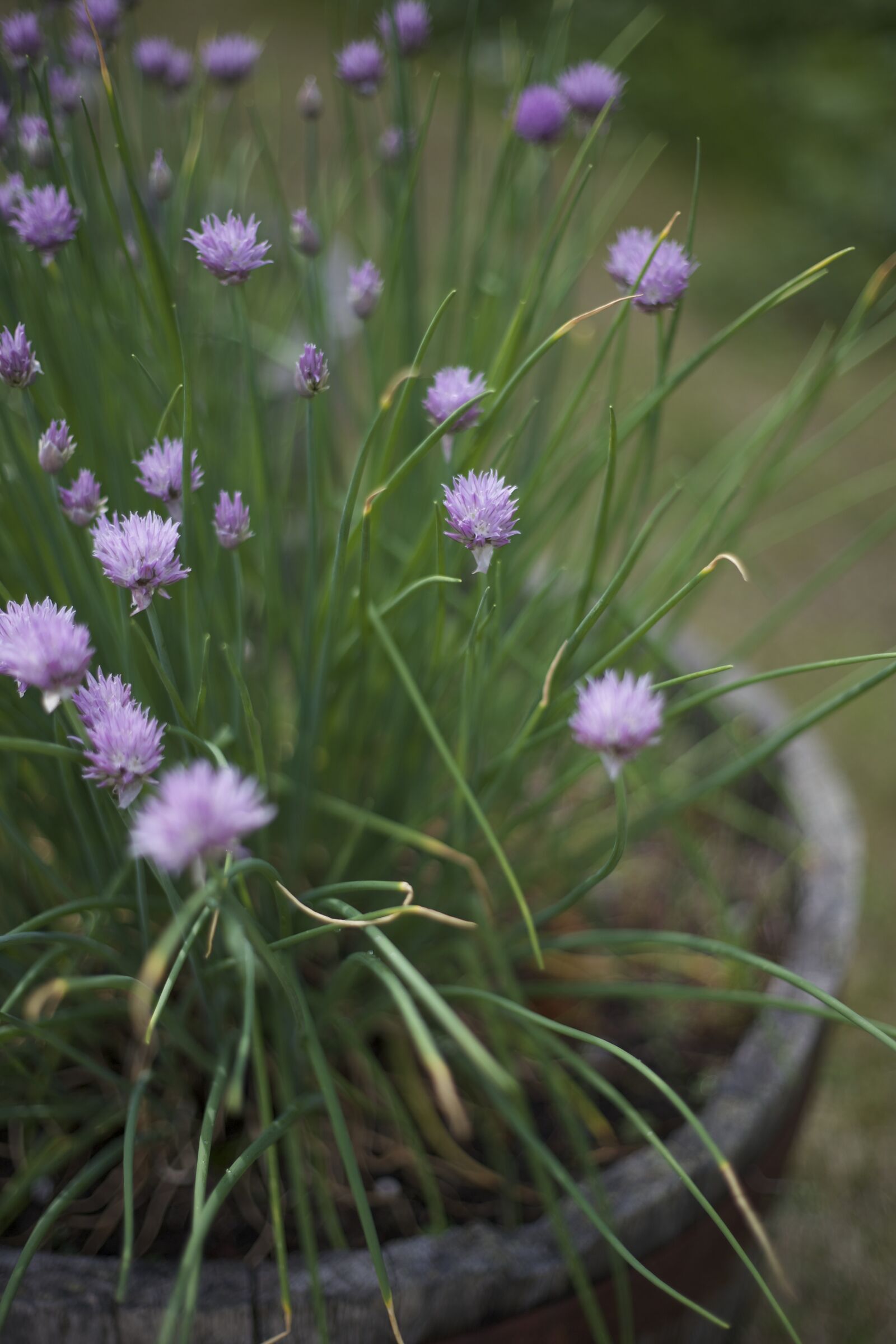 Canon EOS 6D + Canon EF 50mm F1.8 II sample photo. Chives, flowers photography
