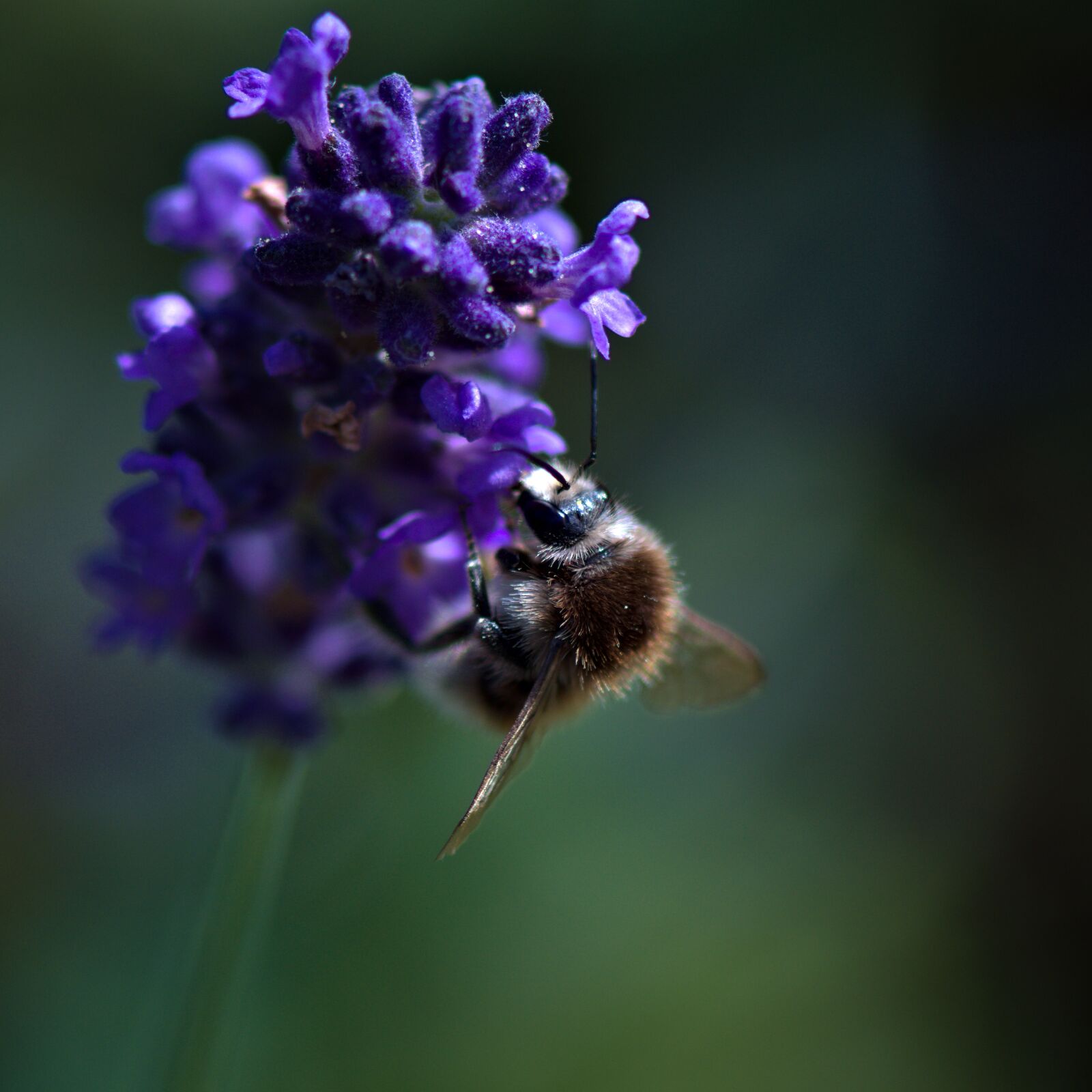 Nikon D5500 sample photo. Nature, flower, bee photography