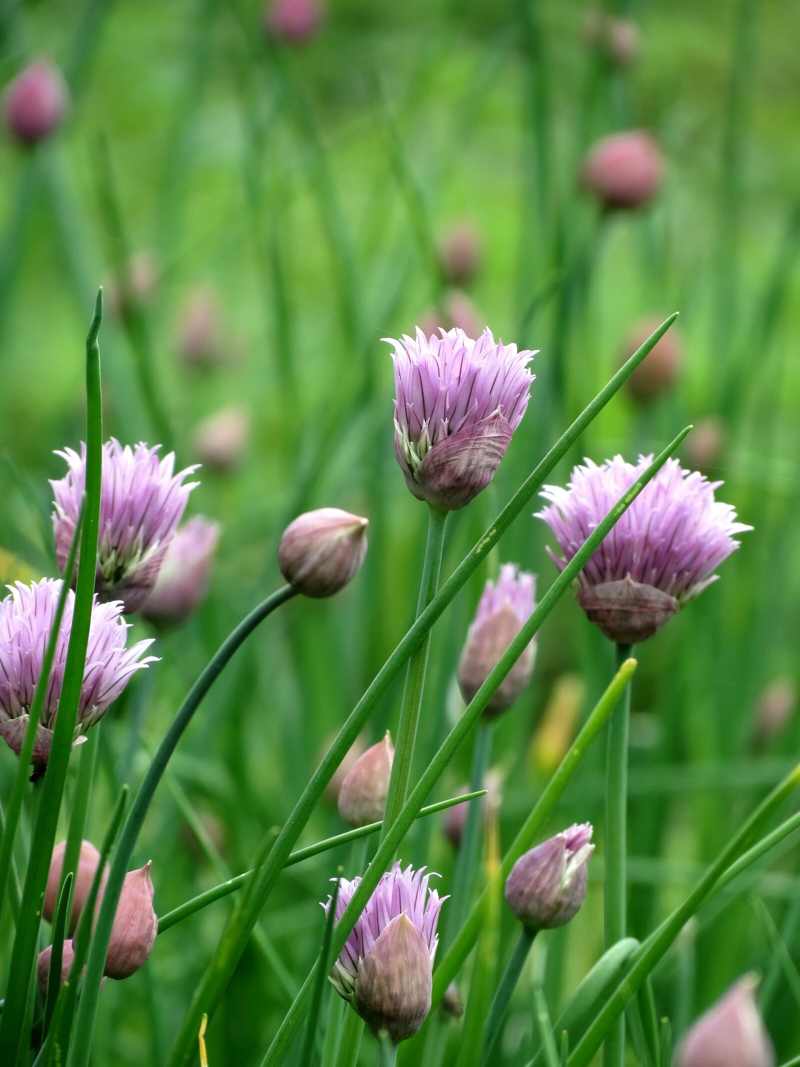Canon PowerShot SX40 HS sample photo. Chive, flower, bloom photography