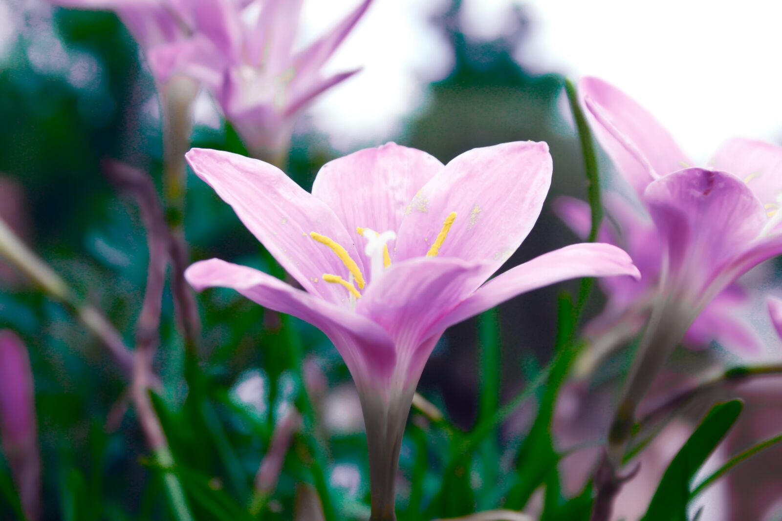 Canon EOS 500D (EOS Rebel T1i / EOS Kiss X3) sample photo. Flower, garden, summer photography