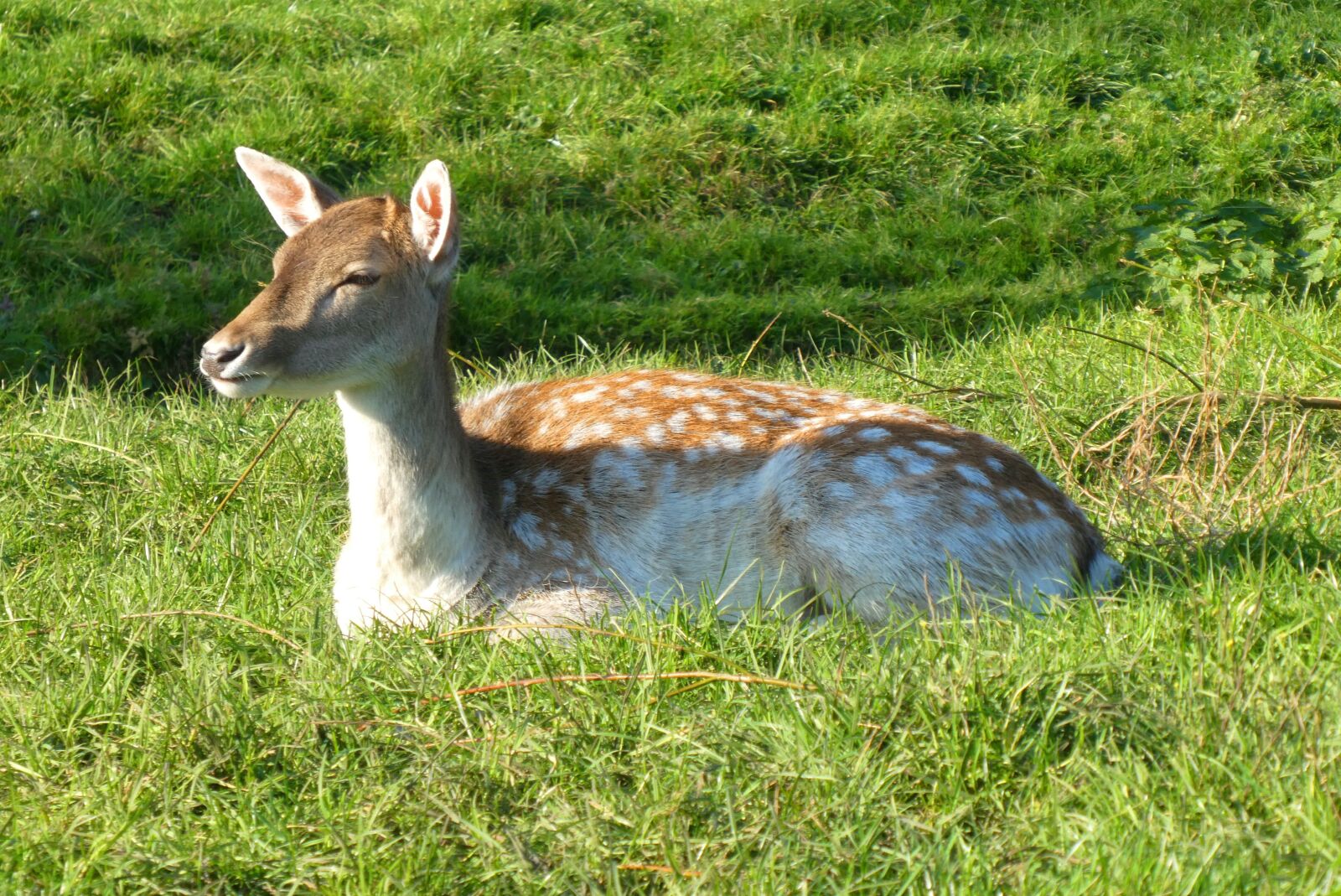 Panasonic Lumix DC-ZS70 (Lumix DC-TZ90) sample photo. Fallow deer, petting, deer photography