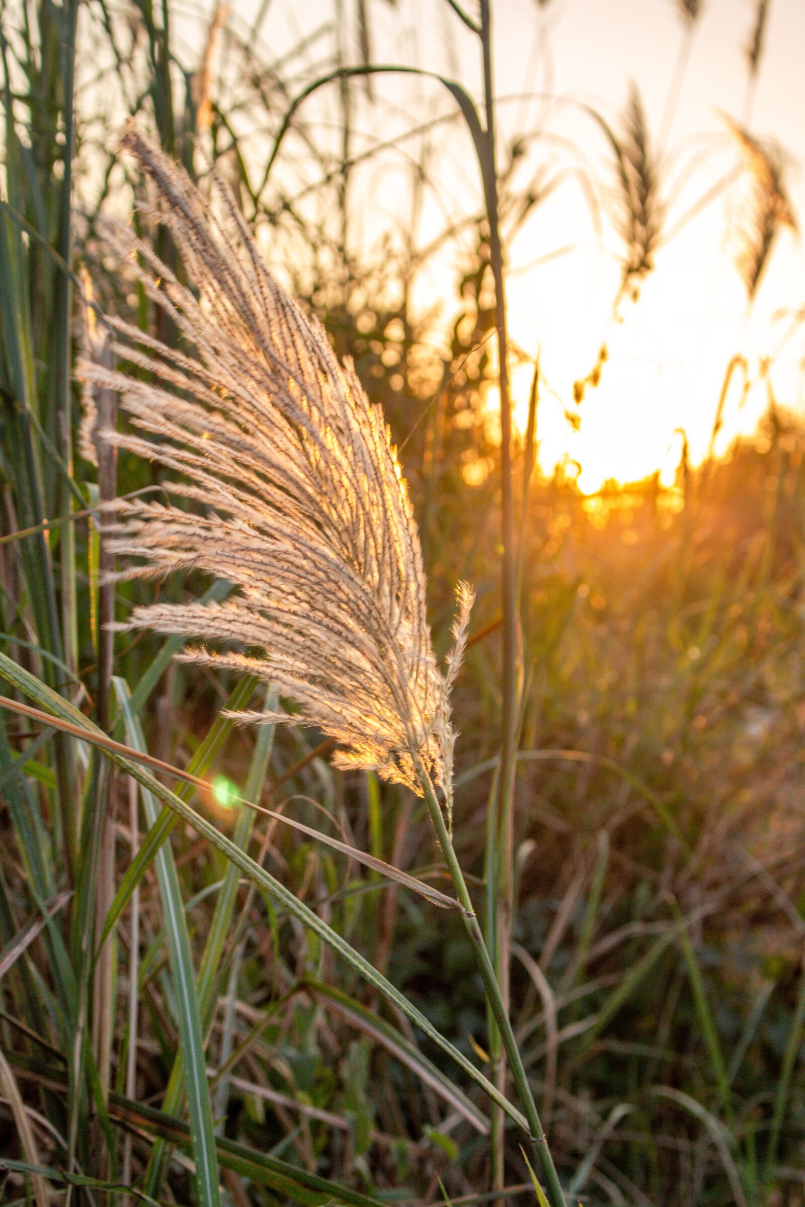 Canon EOS 700D (EOS Rebel T5i / EOS Kiss X7i) sample photo. Sky, west, grass photography