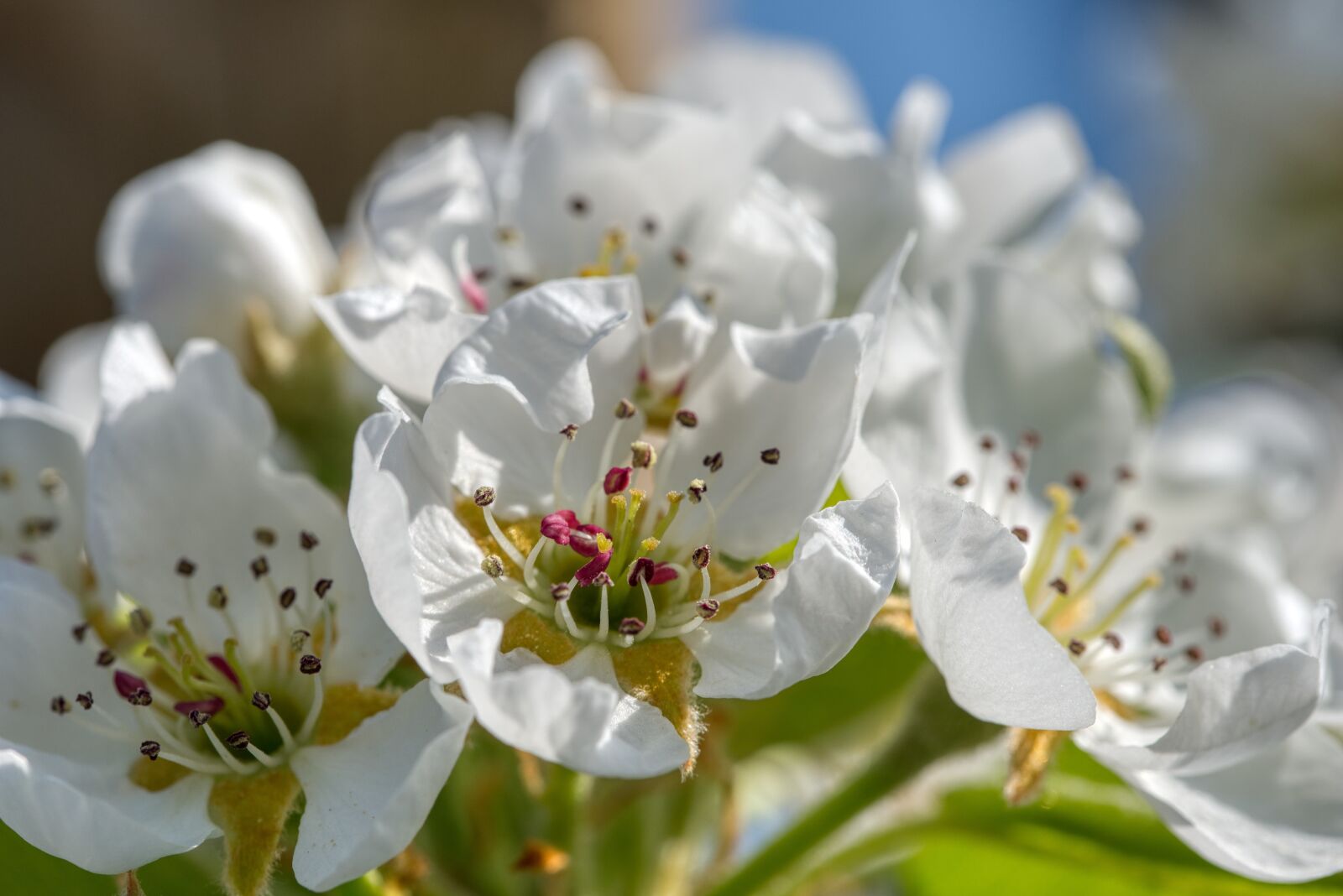 Nikon D750 sample photo. Pear tree, pear blossom photography