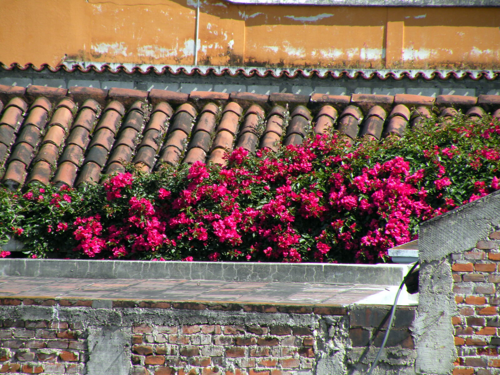 Nikon Coolpix P80 sample photo. Antigua, guatemala, colonial, flowers photography