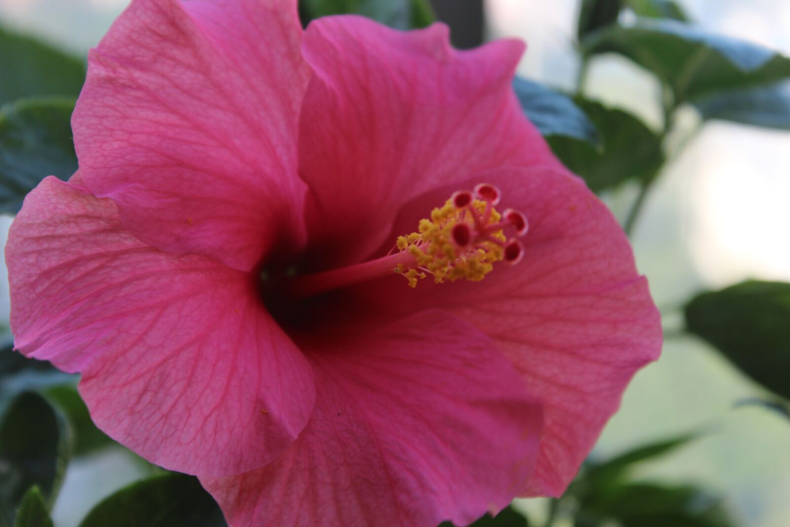 Canon EOS 1200D (EOS Rebel T5 / EOS Kiss X70 / EOS Hi) sample photo. Flowers, beautiful, blooming photography