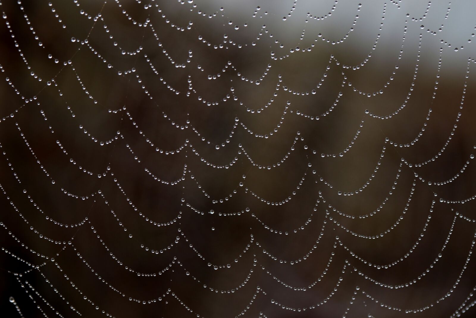 Canon EF-S 60mm F2.8 Macro USM sample photo. Spider web, drops, water photography