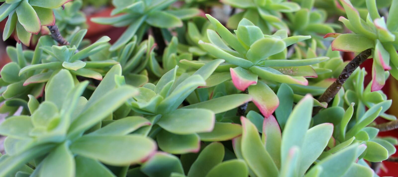 Canon EOS 700D (EOS Rebel T5i / EOS Kiss X7i) sample photo. Cactus, green, background photography