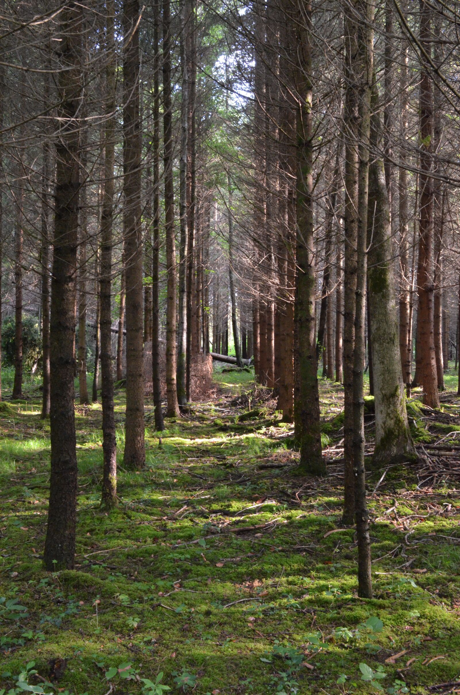 Nikon D5100 sample photo. Forest, trees, nature photography